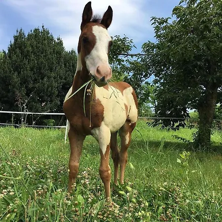 Borgo Rurale San Salvador-casa Del Maestro * Torre di Mosto