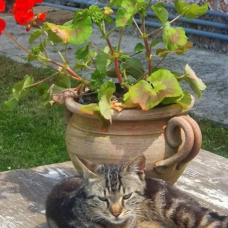 Διαμέρισμα Borgo Rurale San Salvador-casa Del Maestro *